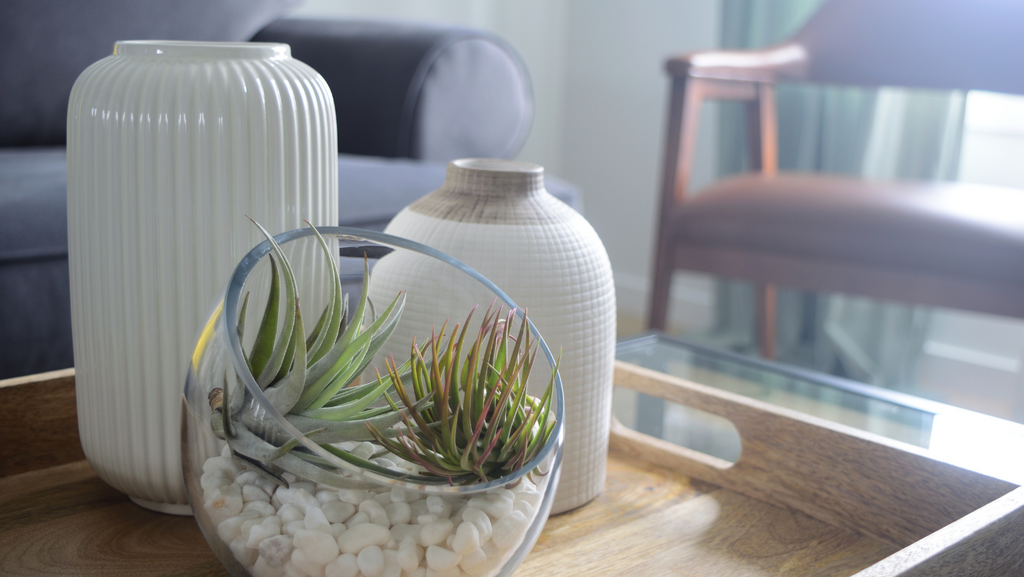 air plant home decor