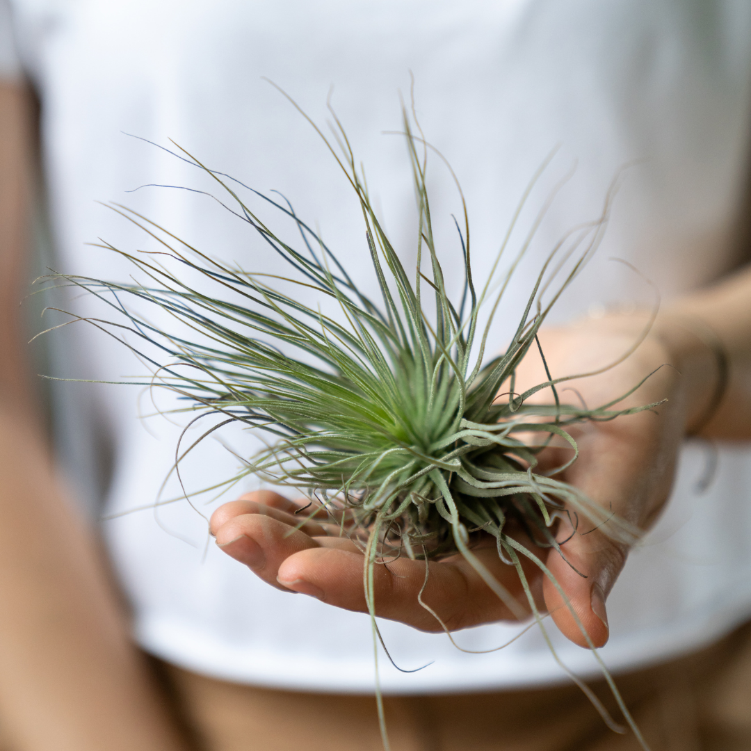 Unique air plants in Plant Swag Shop's air plant subscription box