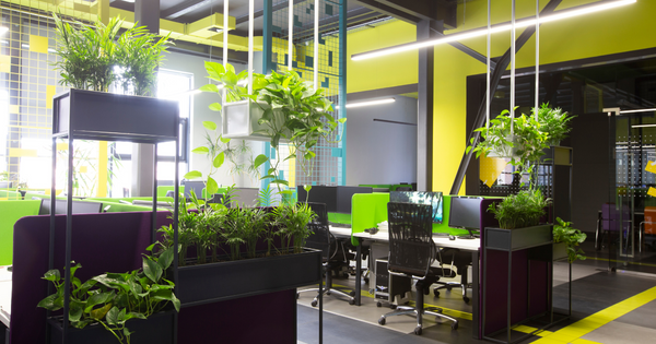 Improving Office Morale with Plants