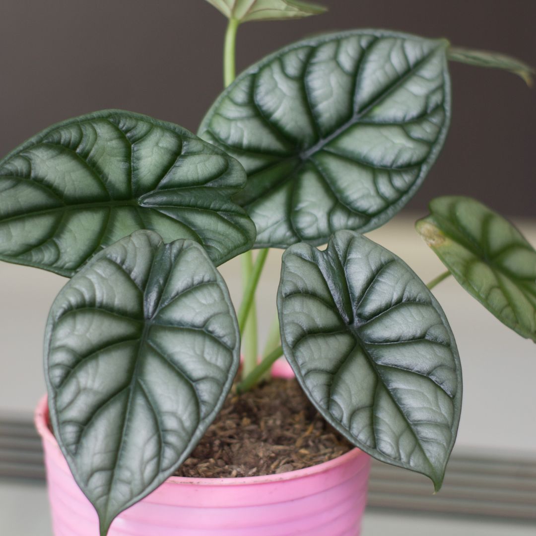 alocasia silver dragon