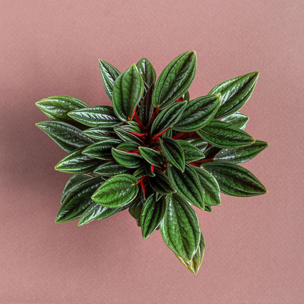 peperomia rosso