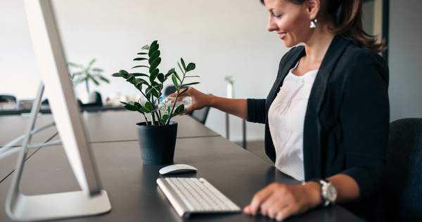Improving Office Morale with Plants