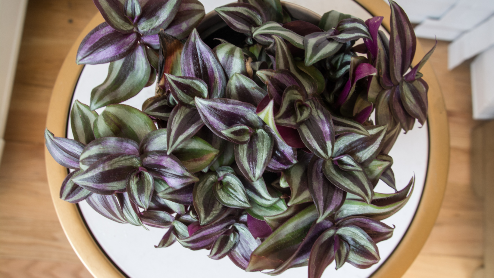tradescantia zebrina houseplant purple plant