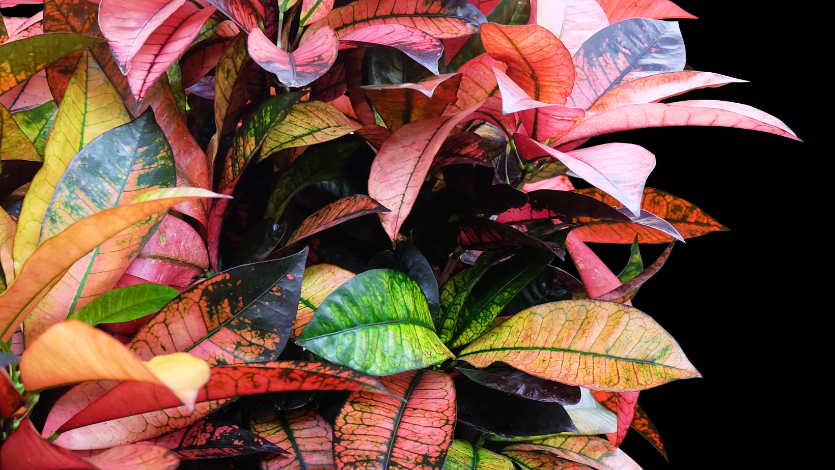 croton indoor houseplant for sale