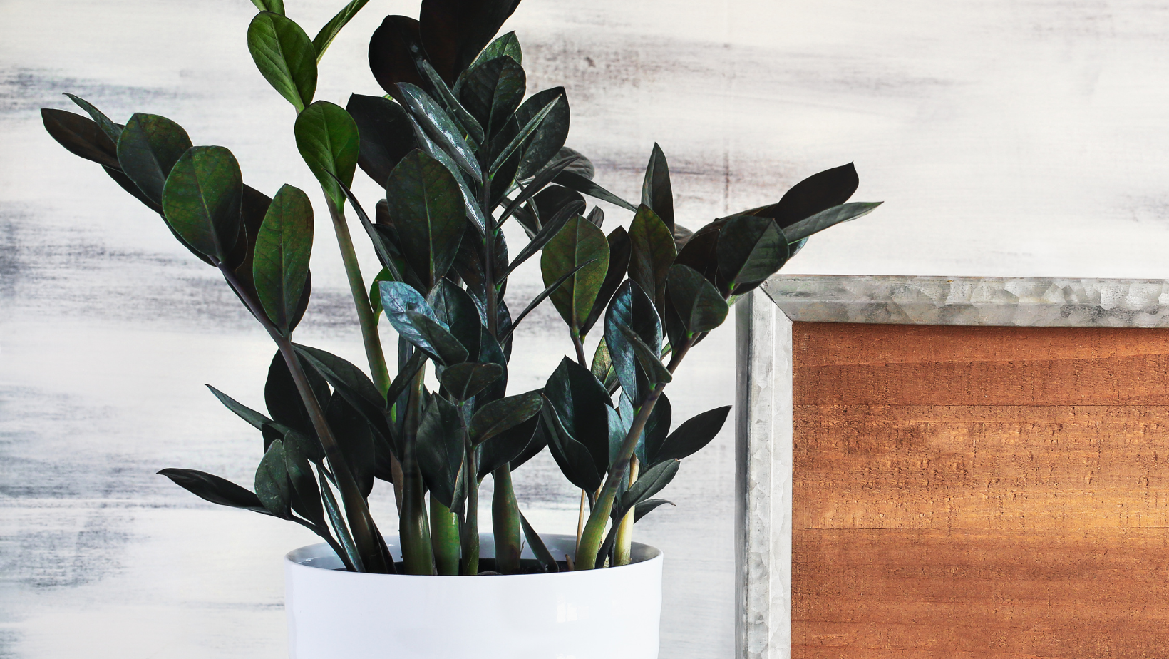 raven zz black houseplant indoor for sale