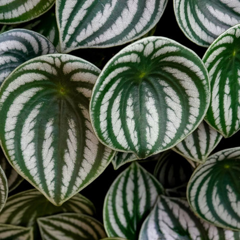 watermelon peperomia house plant for sale