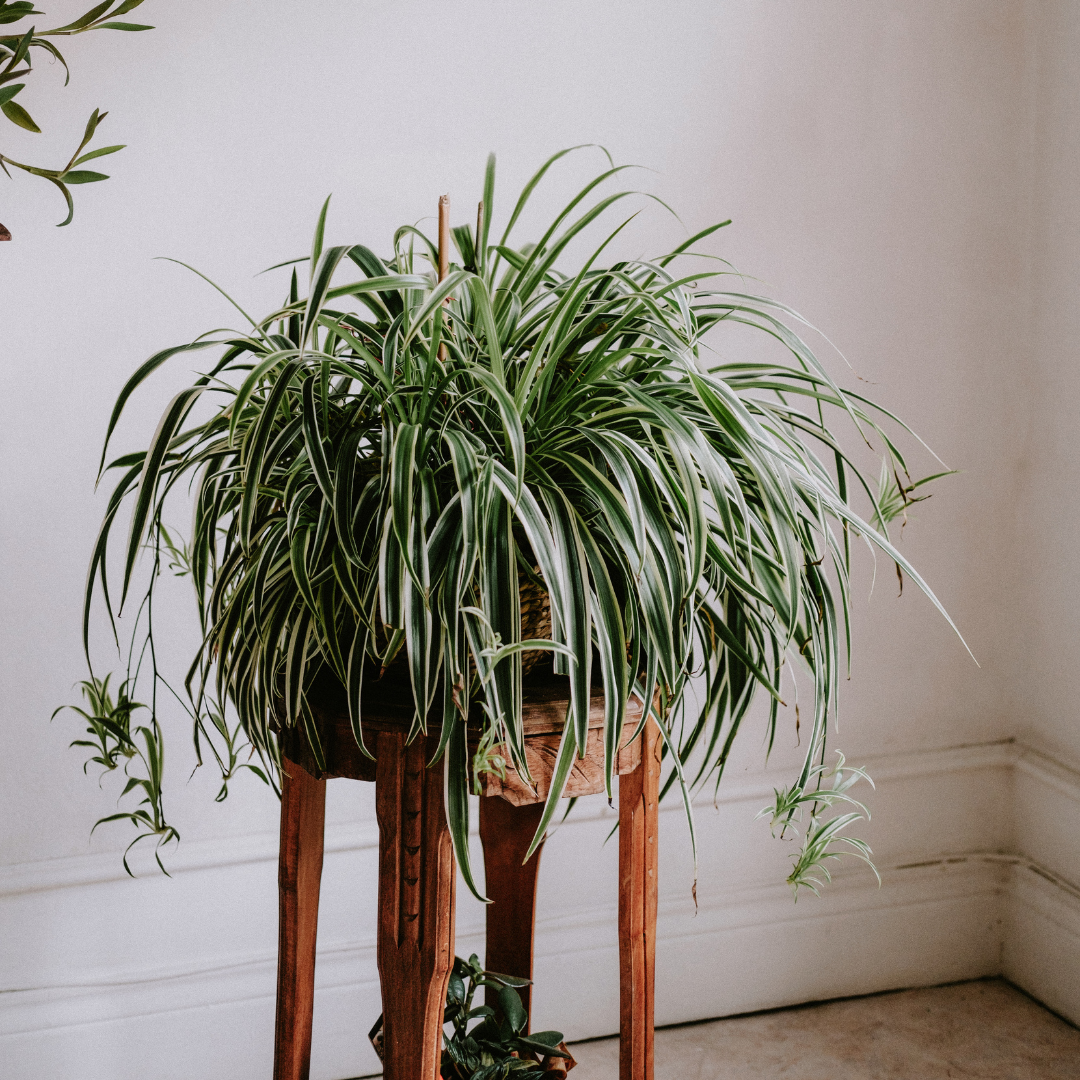 spider plants for sale