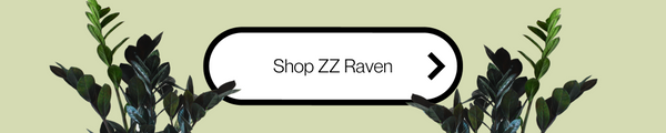 ZZ Zamioculcas 'Black Raven' Rare