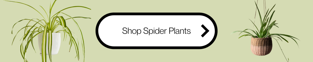 spider plants live houseplant shop