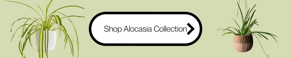 alocasia plants