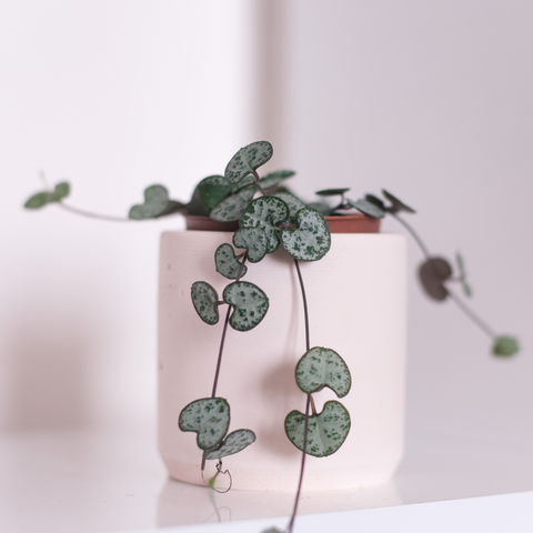 string of hearts houseplant