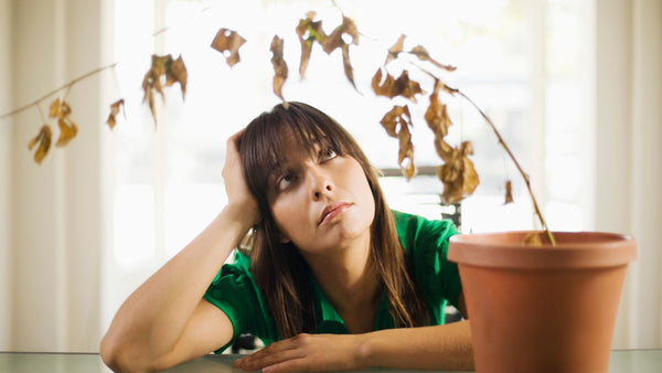 houseplant troubleshooting and care