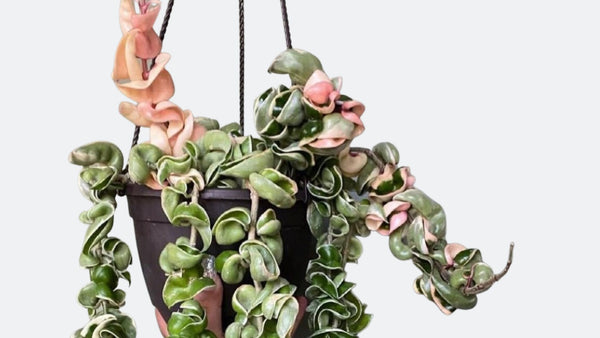 hoya variegated rope