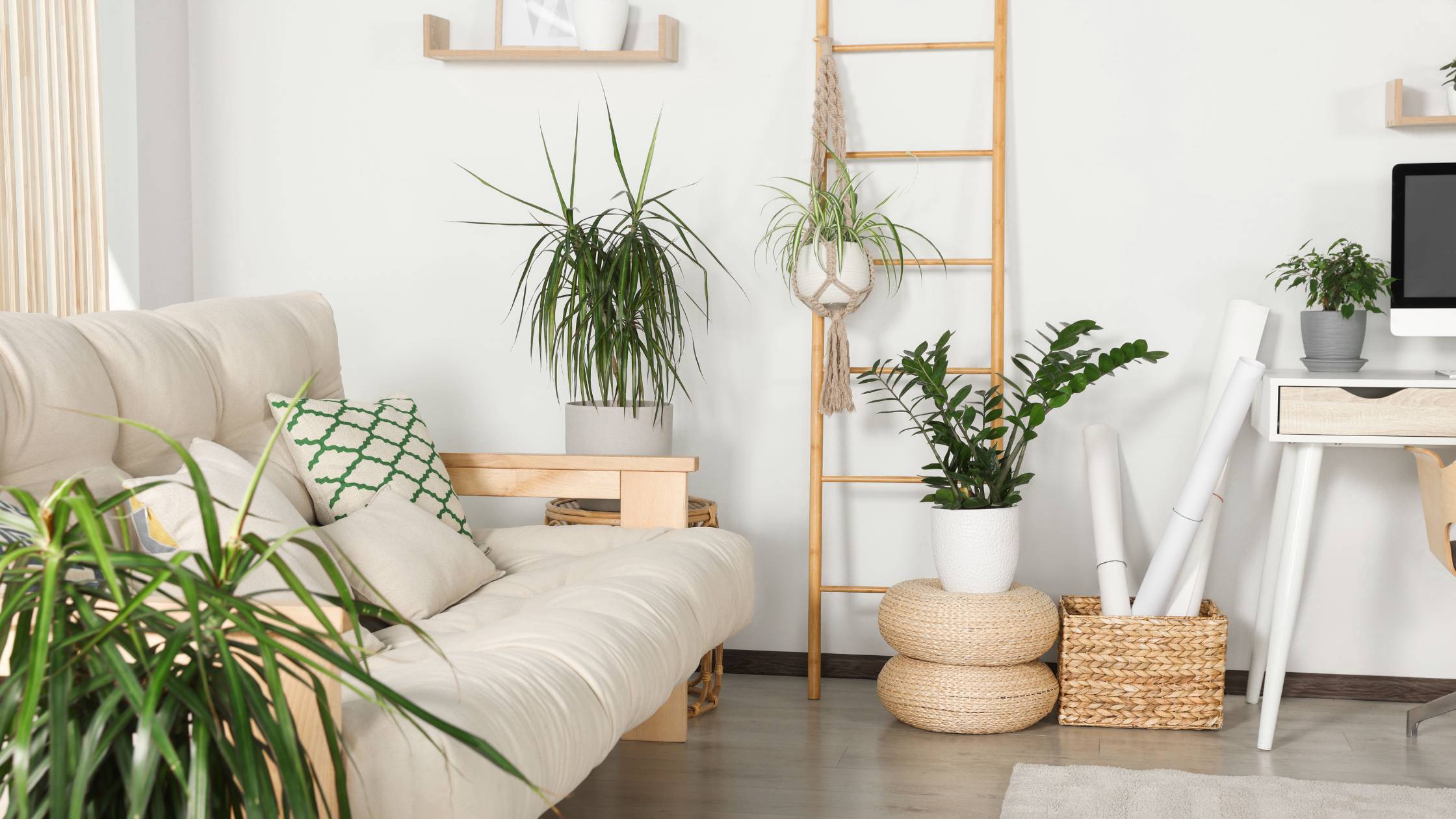 air purifying house plant bundle