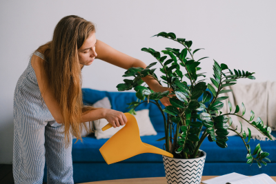 How Do You Tell if a Plant Is Overwatered or Underwatered?