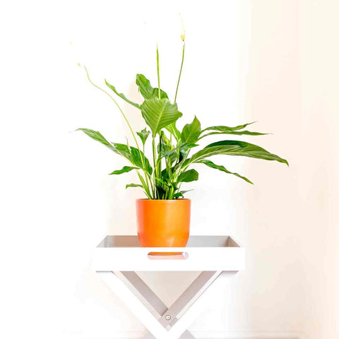 peace lily houseplant for wellness