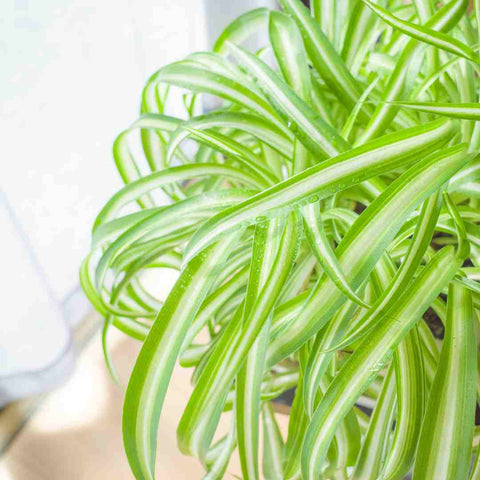 spider plants for wellness