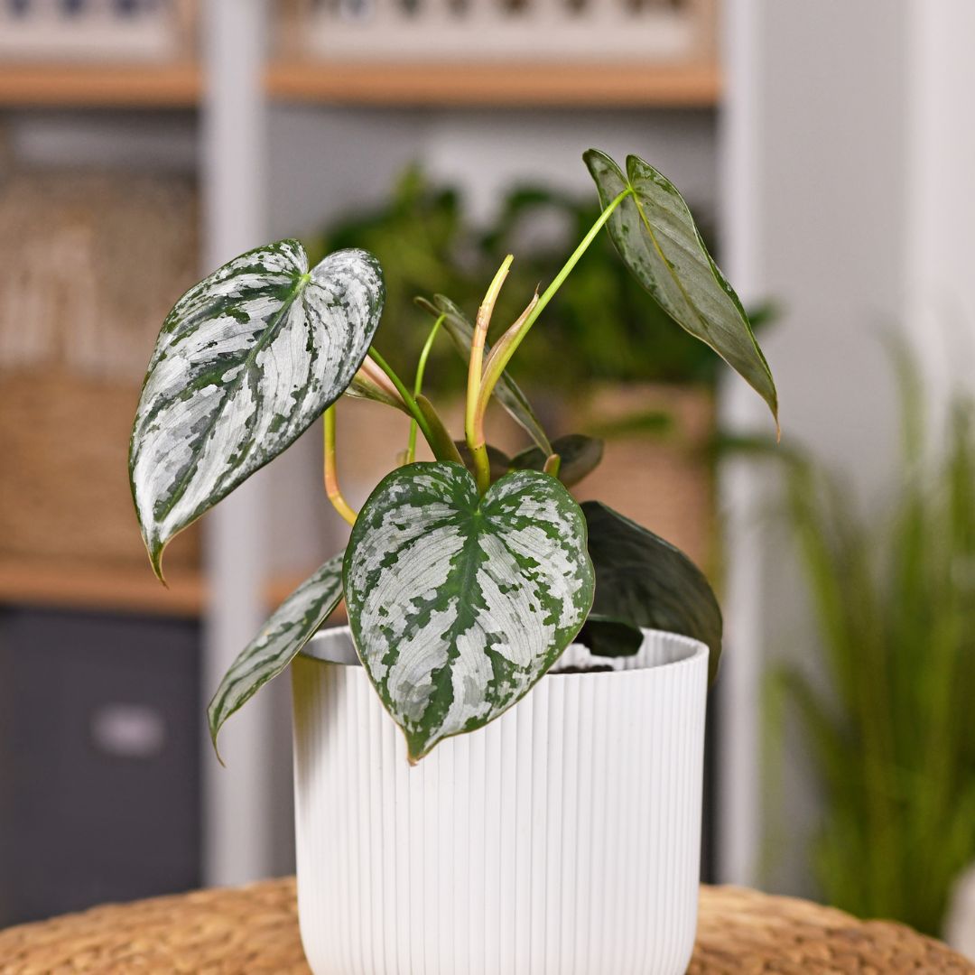 Assorted houseplants in Plant Swag Shop's monthly subscription box