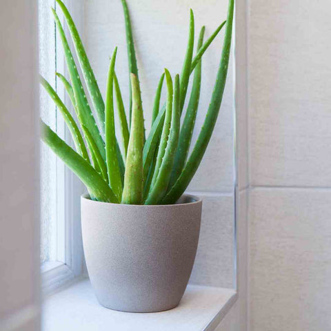 aloe vera houseplant for sale