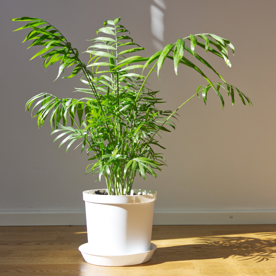 parlor palm plant for sale