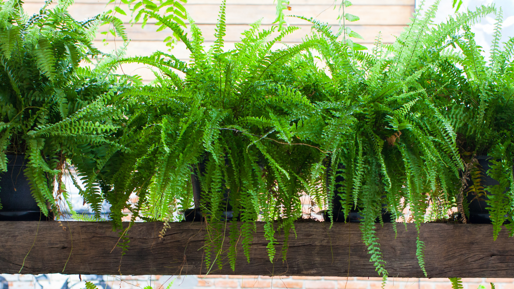 fern houseplants potted