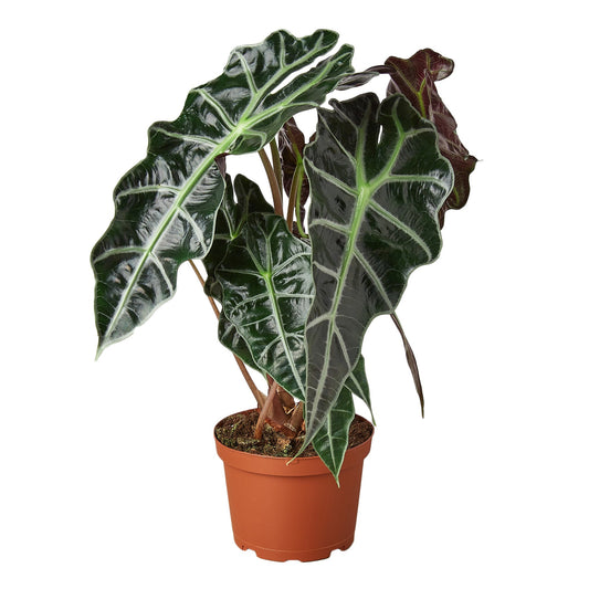 Alocasia ‘Black Velvet’ (Alocasia reginula)