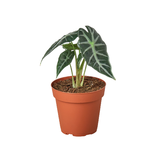 Alocasia Melo + Cache-pot blanc Alaska