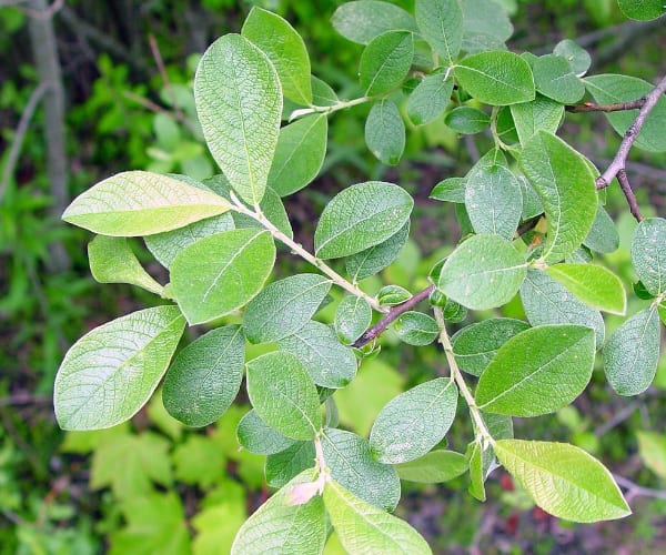 grey willow tree