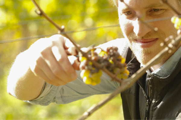 Handlese bei Peter Jakob Kühn im Rheingau