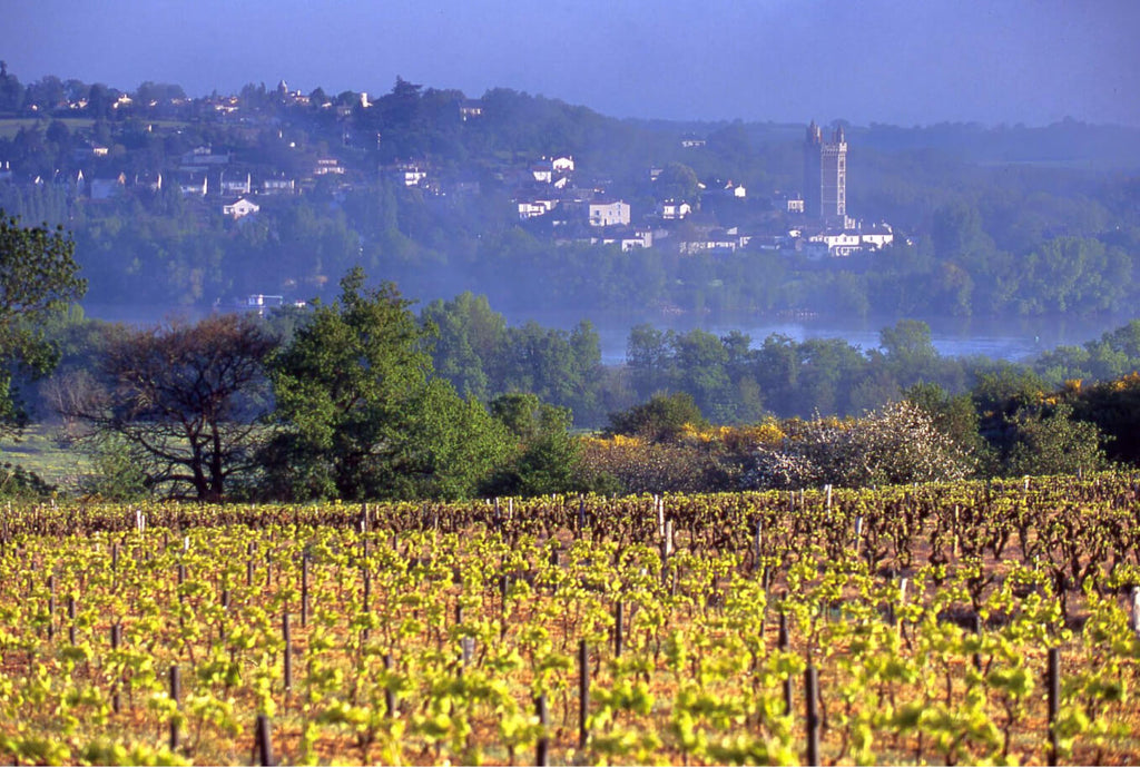 Weinregion Loire