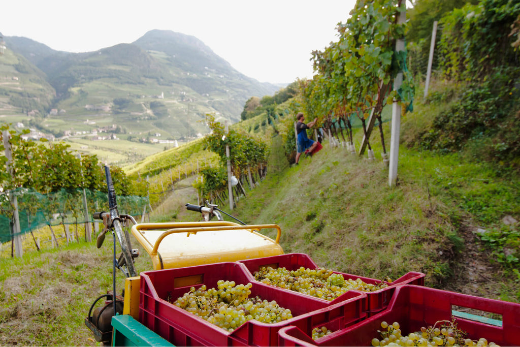 Wein Herstellung und Handlese bei Pranzegg