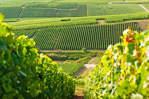 Weingarten Frankreich