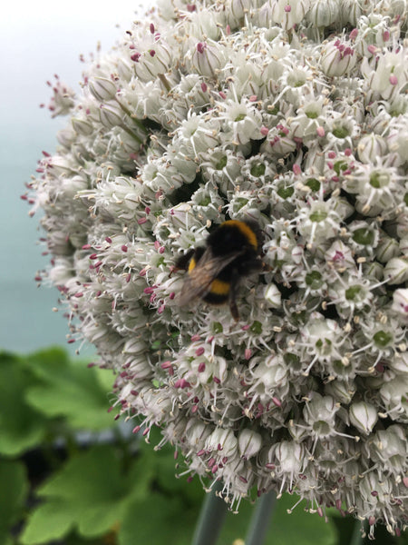 Bumble bee pollinating a flower