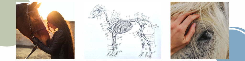 wil-life-ondes-chevaux-bioresonnance-quantique-oeil-veterinaire-medecine-blog-solutions