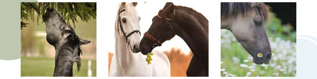 wil-life-ondes-chevaux-bioresonnance-quantique-oeil-veterinaire-medecine-blog-solutions