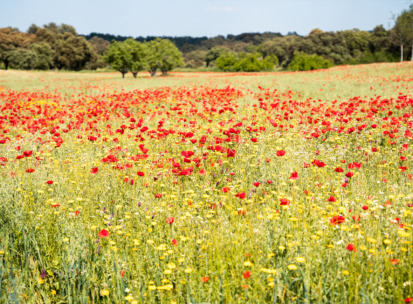 Poppies in the dehesa 