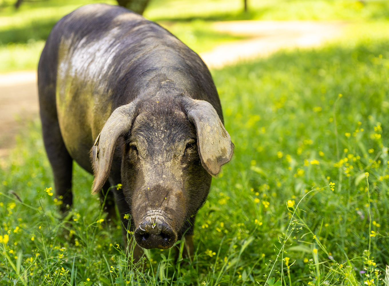 Iberian pig grazing in the field