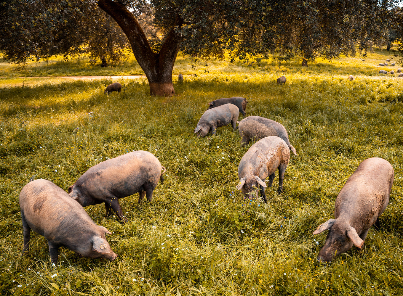 iberian pigs grazing 