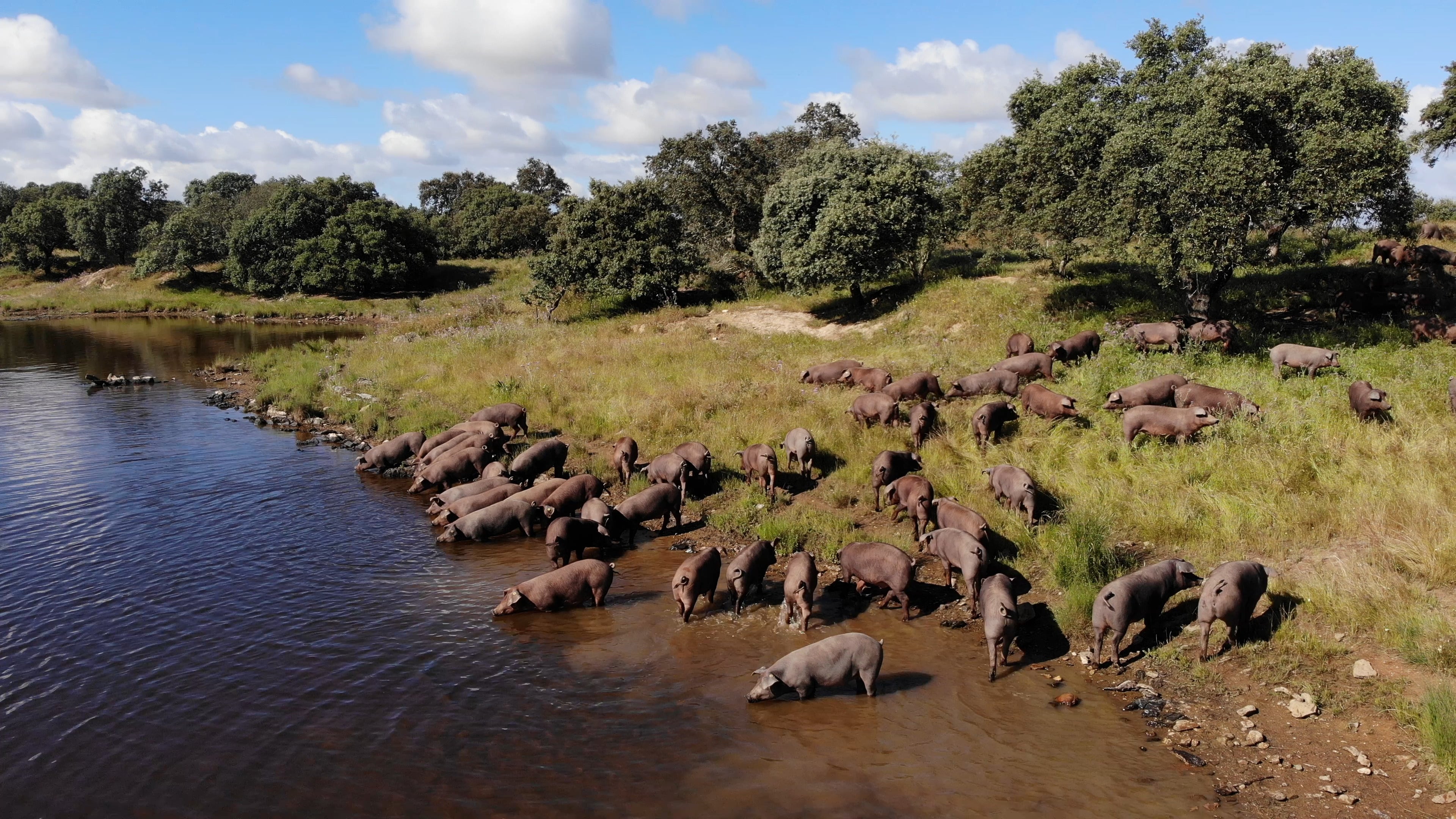 Iberian pigs in the spanish meadow by water