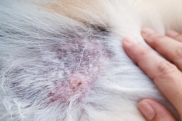 Itchy dog skin with a rash