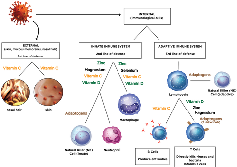 Vitamin C Benefit Chart