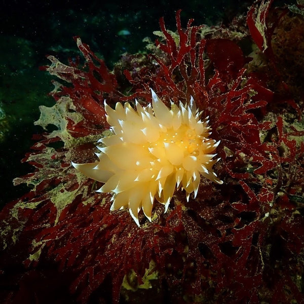 Nudibranch on kelp