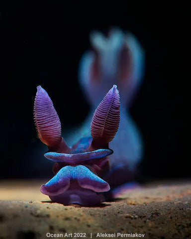 Nudibranch photo