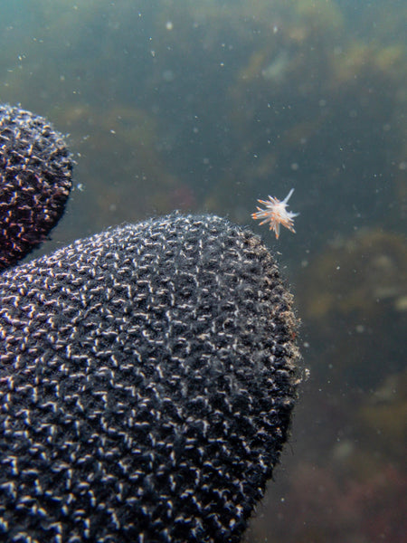 Tiny Nudibranch on Whidbey Island, WA