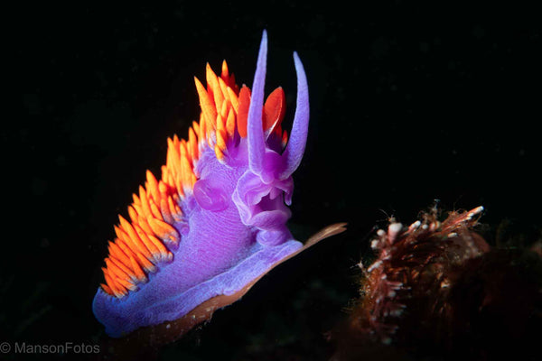 Spanish Shawl (Flabellinopsis iodinea) Nudibranch