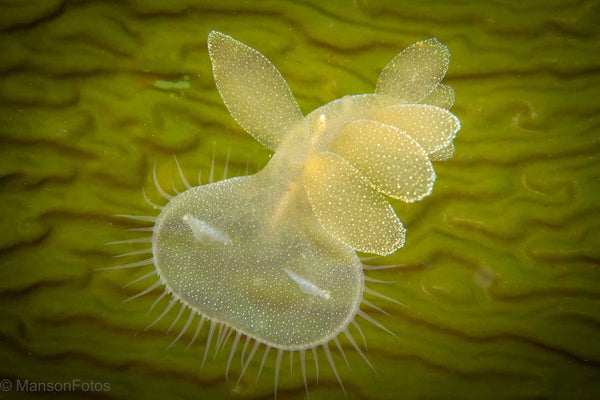 Hooded Nudibranch (Melibe leonina)