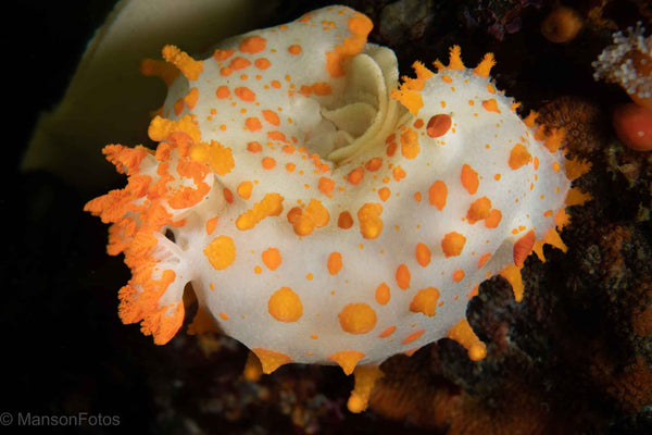 Triopha catalinae nudibranch with eggs