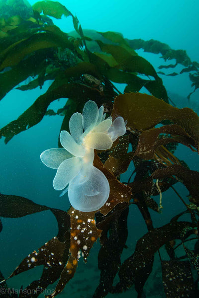 Hooded Nudibranch Melibe leonina on kelp