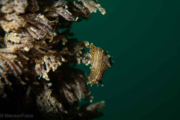 Polycera atra nudibranch 