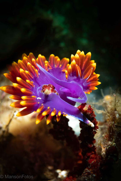 Spanish Shawl (Flabellinopsis iodinea) Nudibranch